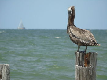 Close-up of bird perching on wooden post by sea against sky