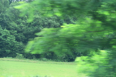 Scenic view of forest