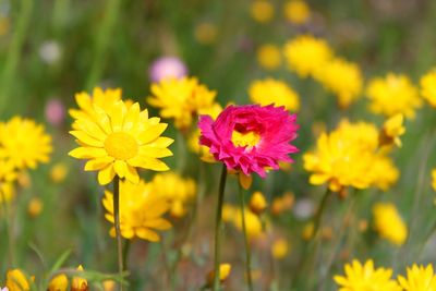 Close-up of yellow flowering plant on field