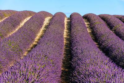 View of lavender growing in field against sky