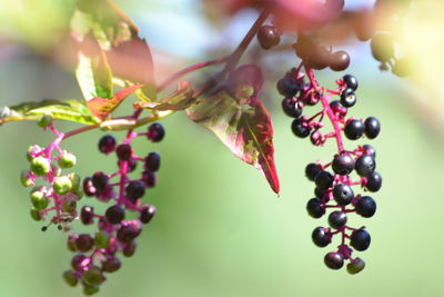 Close-up of grapes growing on plant