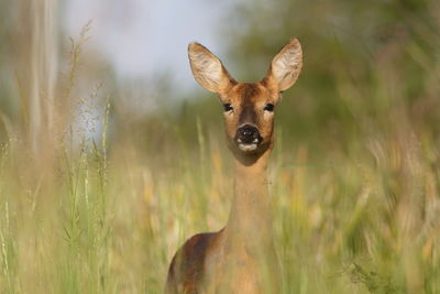 Doe in field