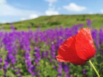 Close-up of purple flowering plant on field