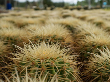 Close-up of cactus on field