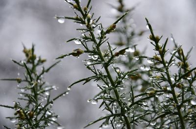 Close-up of wet tree during winter