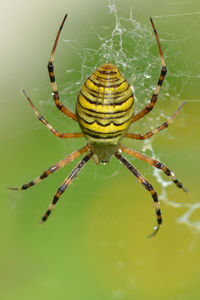 Close-up of spider on web