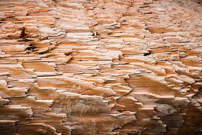 Full frame shot of tree stump on rock