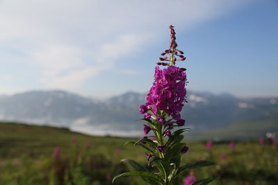 Flower against sky