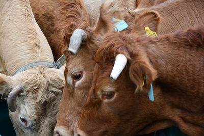 Close-up of cow