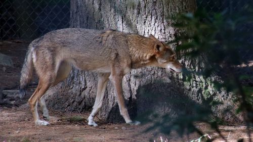 Side view of wolf standing on land