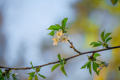 Beautiful white cherry blossoms in the spring.