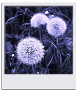 Close-up of dandelion flower