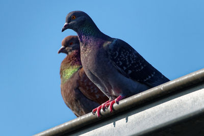 Low angle view of bird perching against clear blue sky