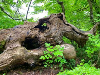 View of tree trunk in forest