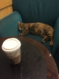 High angle view of cat sitting on sofa