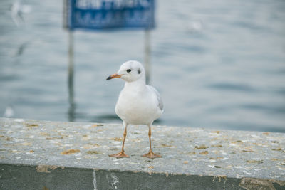 Seagull perching on retaining wall