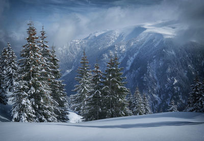 Pine trees on snow covered mountain against sky