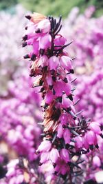 Close-up of pink flowers