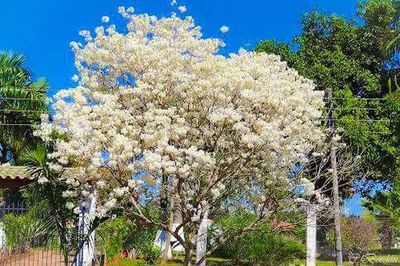 Low angle view of flowers against blue sky