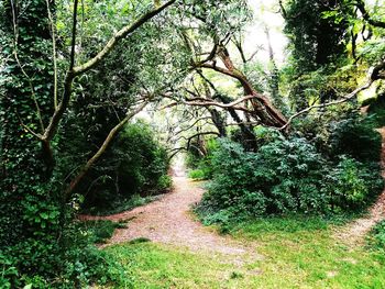 Dirt road passing through forest