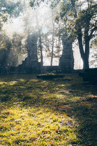 Trees in park