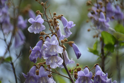 Close-up of purple flowering plants