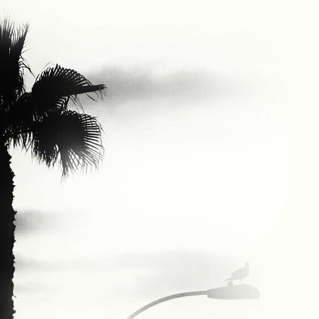 low angle view, copy space, sky, clear sky, flying, nature, palm tree, high section, no people, outdoors, part of, tree, day, overcast, beauty in nature, mid-air, cloud - sky, growth, silhouette, tranquility