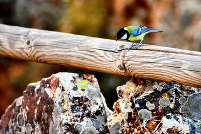 Close-up of bird perching on wood