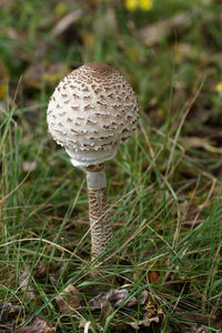 Close-up of mushroom growing on field