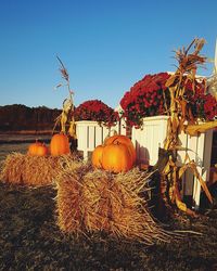 Pumpkins on field against sky during autumn