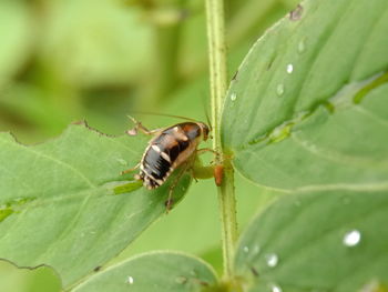 Close-up of insect on leaf