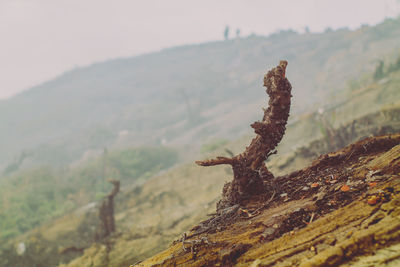 Close-up of plant on land against mountain at kawah ijen, banyuwangi, east java, indonesia