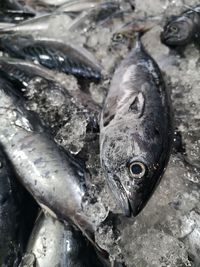 Close-up of fish for sale in market