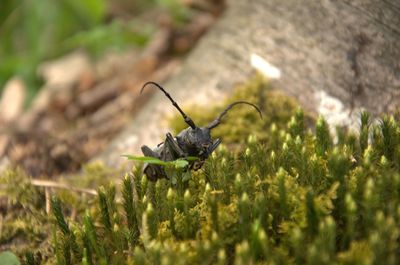 Close-up of insect on plant in field