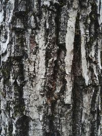 Full frame shot of tree trunk