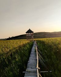 Scenic view of agricultural field against clear sky