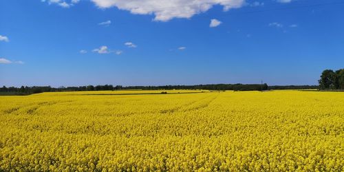 Scenic view of oilseed rape field against sky