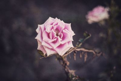 Close-up of pink rose blooming outdoors