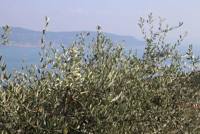 Plants growing on land against sky