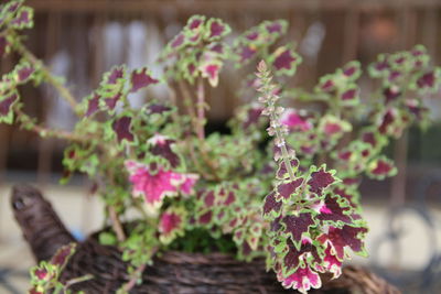 Close-up of pink flowers