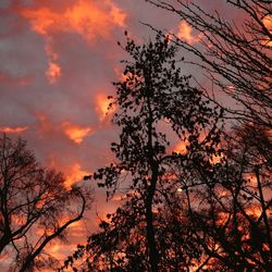 Low angle view of silhouette trees against orange sky