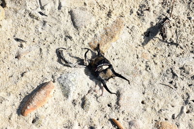 High angle view of insect on sand