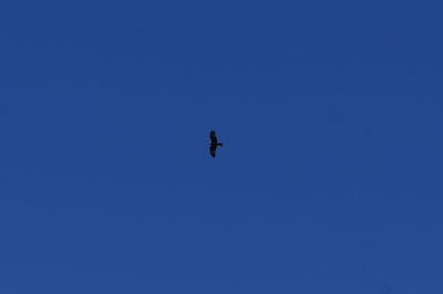 Low angle view of bird flying against clear blue sky