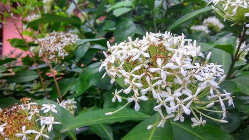 Close-up of white flowers