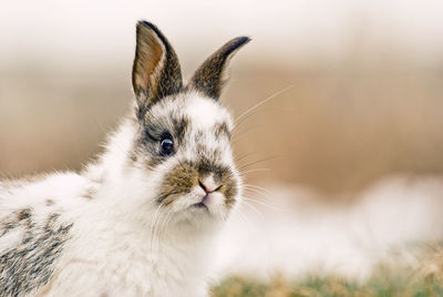 Close-up of a rabbit looking away