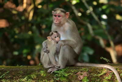 A bonnet macaque feeding it's baby