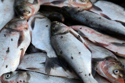 Man sells fish at fish market in kumrokhali, west bengal, india