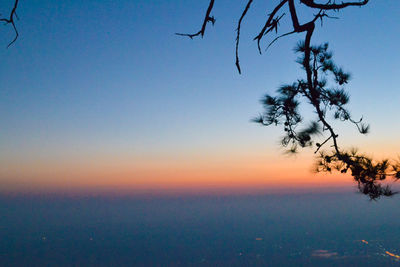 Scenic view of tree against clear sky at sunset