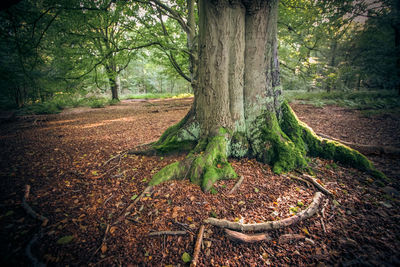 Trees in forest