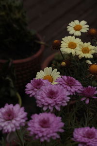 High angle view of pink flowering plants